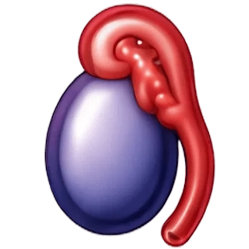 Epididymus