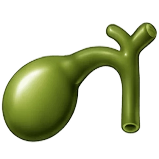 Gallbladder