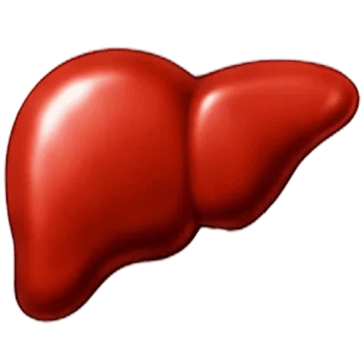 Liver