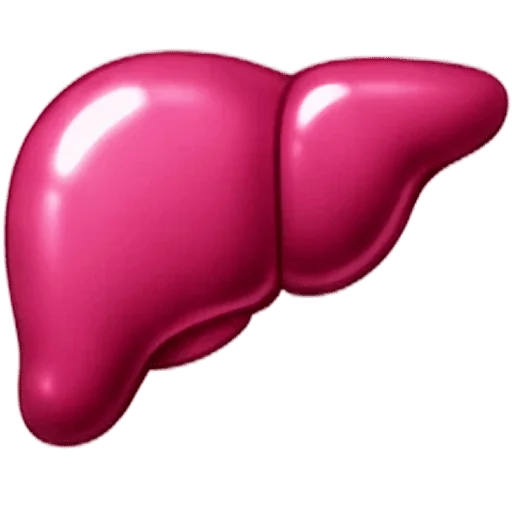 Liver
