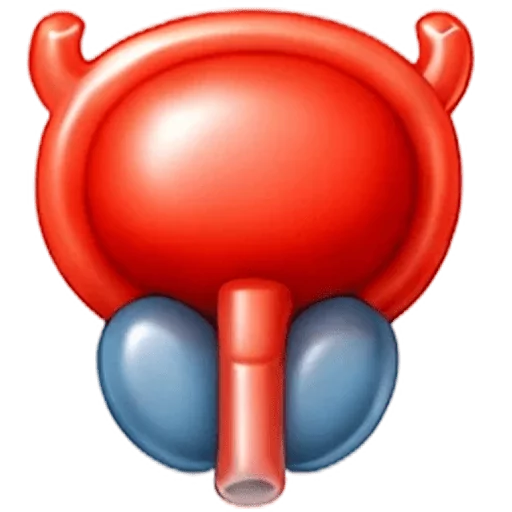 Prostate
