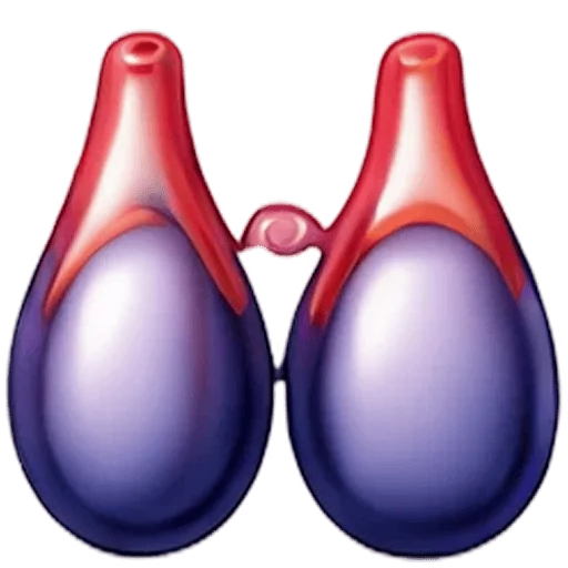 Scrotum