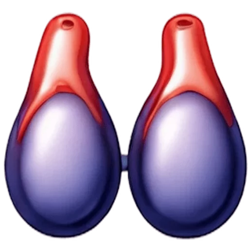 Testicles
