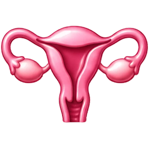 Uterus